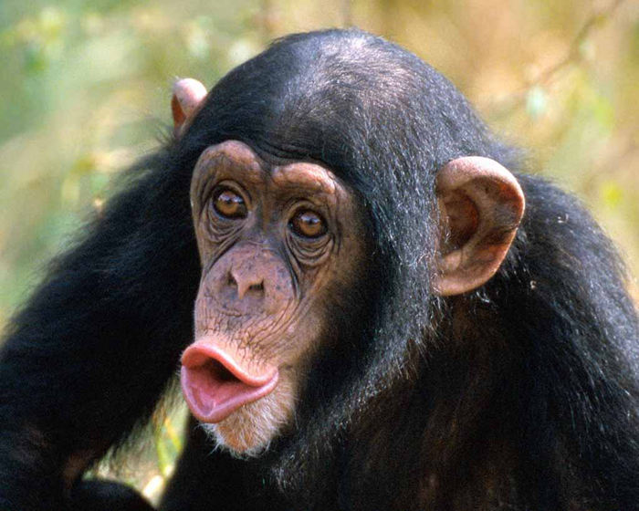 人類以外最聰明10大動物，烏鴉也能榜上有名--置頂表情